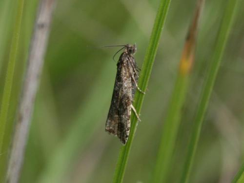 Ancylis sp.