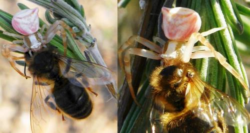 Thomisus onustus
