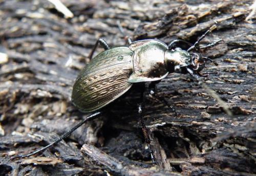 Carabus vagans