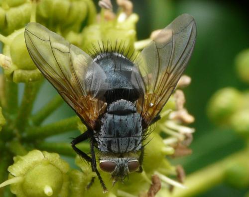 Réf. 42 394 : Nemoraea pellucida