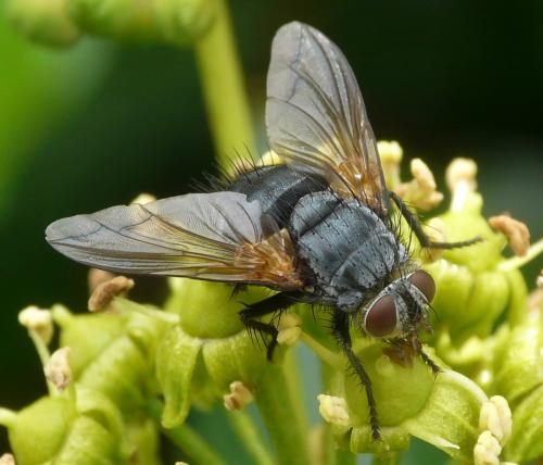 Réf. 42 395 : Nemoraea pellucida
