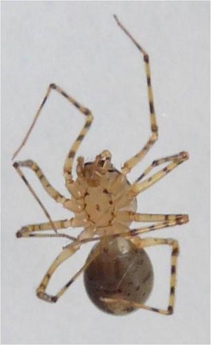 Réf. 42 254 : Scytodes thoracica