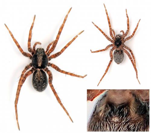 Pardosa sp.