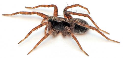 Réf. 42 454 : Pardosa sp.