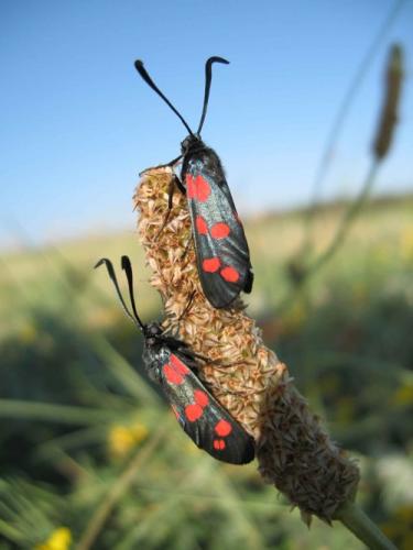Zygaena filipendulae