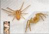 Philodromus sp.