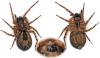 Amaurobius sp.