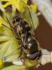 42646 – Photo : Christine DEVILLERS – Belgique