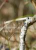 42482 – Photo : Antoine Guibentif – France (74)