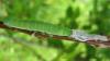 42092 – Photo : Tineke Aarts – France (46)