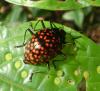 42140 – Photo : Christophe Girod – Guyane française