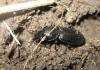 Pterostichus melanarius