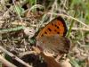 42520 – Photo : Arnaud Jean-Pierre – France (11)
