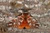 42577 – Photo : Samuel DUCEPT – France (86)
