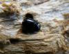 42281 – Photo : E. SERRES – France (83)