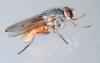 Lispocephala brachialis