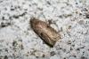 42531 – Photo : Emmanuel Freri – France (37)