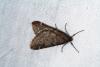 42500 – Photo : Emmanuel Freri – France (37)