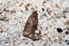 42665 – Photo : Emmanuel Freri – France (37)