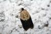 42479 – Photo : Emmanuel Freri – France (37)