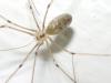 Pholcus phalangioides