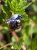 42191 – Photo : Anne SORBES – France (19)