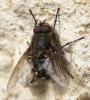 Pollenia sp.