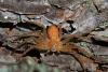 Philodromus sp.