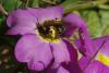 42797 – Photo : Bernadette Cassel – France (69)