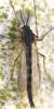 42753 – Photo : David Guedon – France (76)