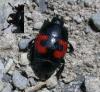Hister quadrimaculatus