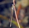 42803 – Photo : FATON Jean-Michel – France (26)