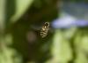 42358 – Photo : Jean-Laurent HENTZ – France (30)