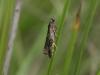 42713 – Photo : Mael Garrin – France (48)