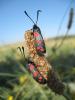42100 – Photo : Isael – France (24)