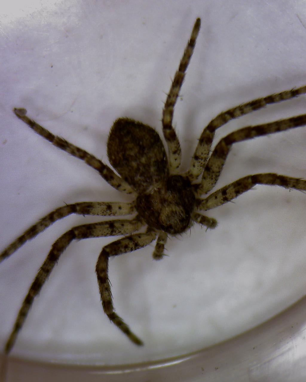 philip pesenti - Philodromus sp. - réf. 42217 (1024 x 1280 pixels, 87 ko)