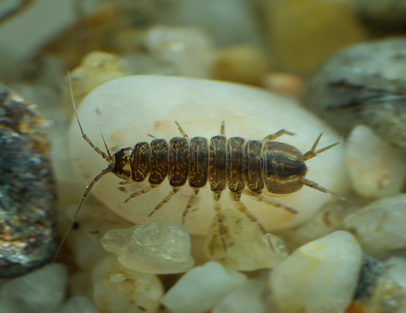 Michel Renou - Asellus (Asellus) aquaticus - réf. 42549 (800 x 617 pixels, 172 ko)