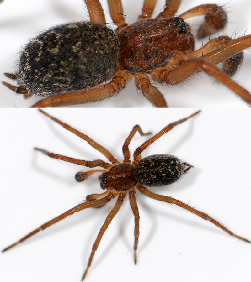 Pierre OGER - Eratigena picta - réf. 42393 (800 x 900 pixels, 154 ko)