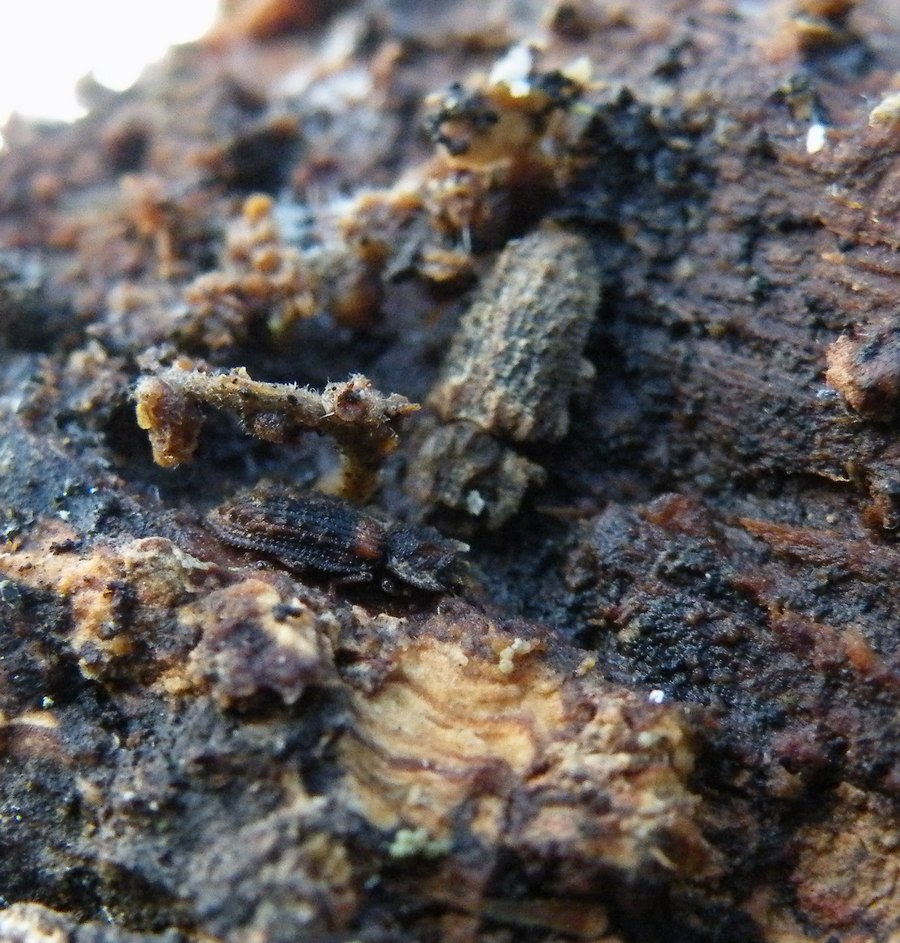 E. SERRES - Endophloeus markovichianus - réf. 42289 (900 x 943 pixels, 220 ko)