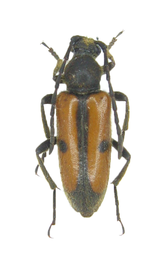 Stephane VASSEL - Vadonia sp. - réf. 42772 (540 x 889 pixels, 164 ko)