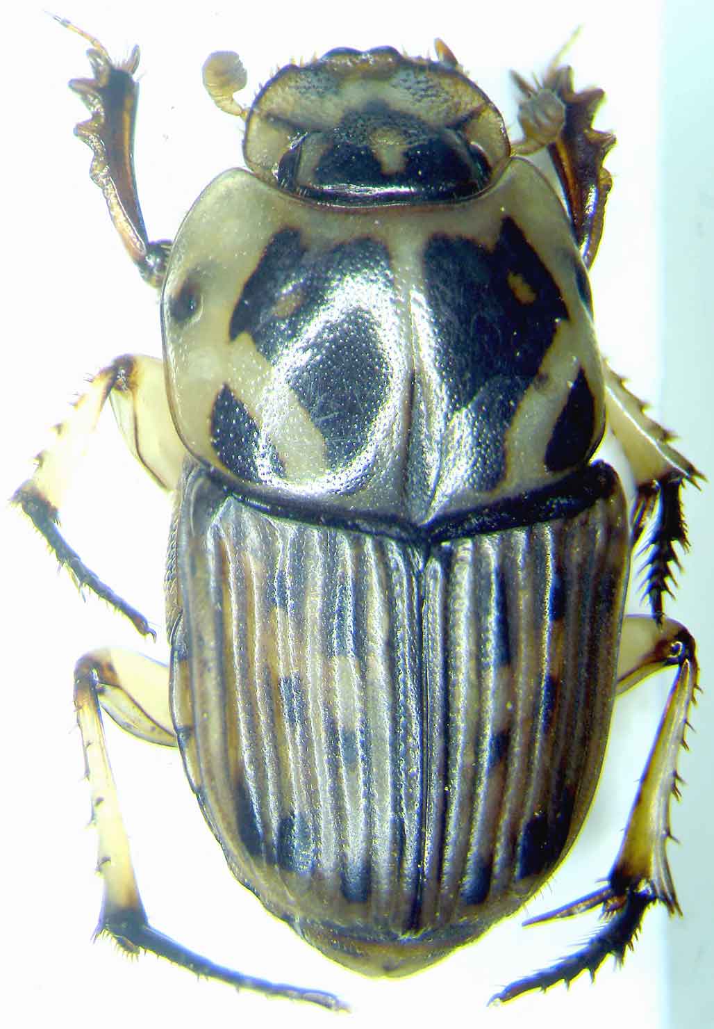 Réf. 42469 — INSECTA > Coleoptera > Scarabaeidae > Oniticellus formosus