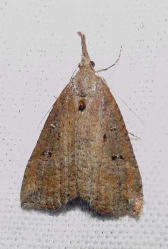 Hypena rostralis