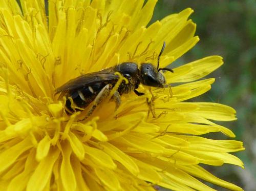 Halictus sp.