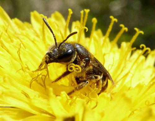 Halictus sp.