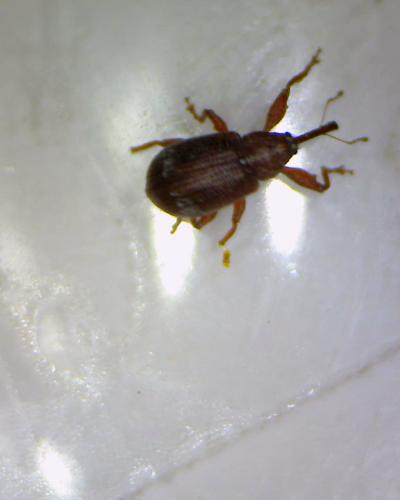Réf. 43 214 : Anthonomus pedicularius