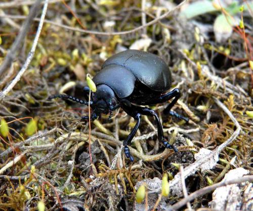 Timarcha tenebricosa