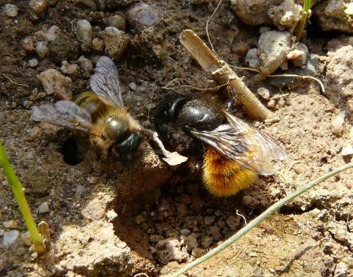 Réf. 43 850 : Osmia divers