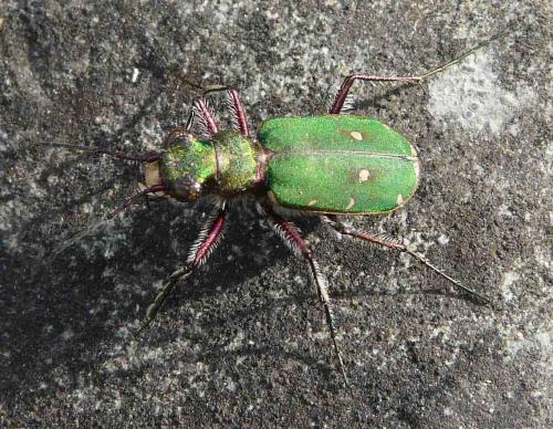 Cicindela campestris