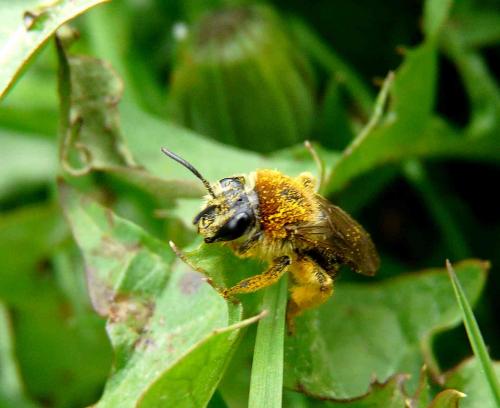 Andrena haemorrhoa
