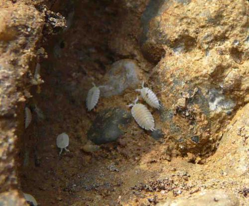 Platyarthrus hoffmannseggii